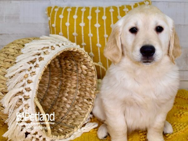 Golden Retriever-DOG-Female-Light Golden-3913-Petland Lee's Summit, MO