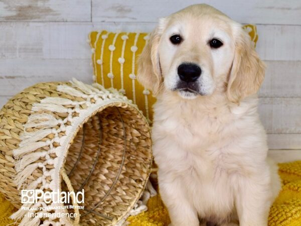 Golden Retriever-DOG-Male-Light Golden-3911-Petland Lee's Summit, MO