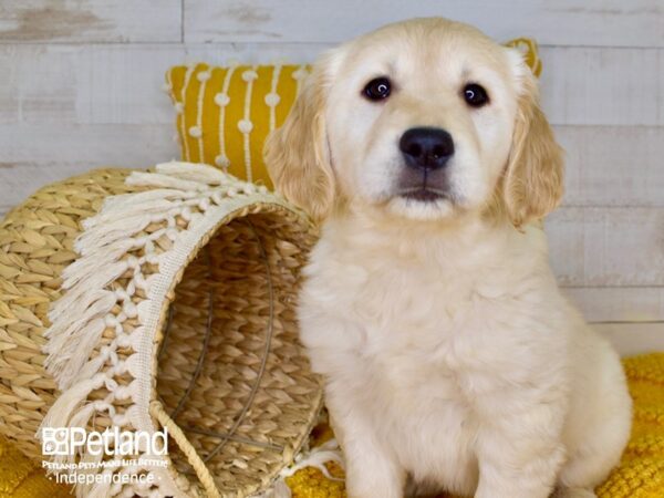 Golden Retriever-DOG-Female-Light Golden-3914-Petland Lee's Summit, MO
