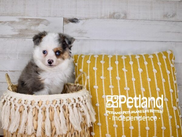 Toy Australian Shepherd-DOG-Female-Blue Merle-3924-Petland Lee's Summit, MO