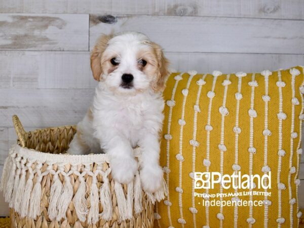 Cavachon-DOG-Female-Blenheim-3921-Petland Lee's Summit, MO