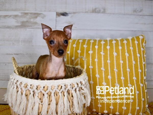Miniature Pinscher-DOG-Male-Red-3919-Petland Lee's Summit, MO
