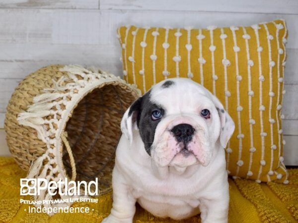 English Bulldog-DOG-Male-Blue Pied-3925-Petland Lee's Summit, MO