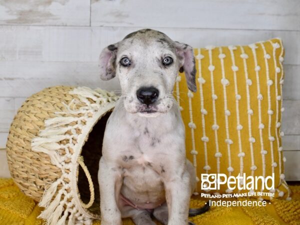 Great Dane-DOG-Female-Blue Merle-3952-Petland Lee's Summit, MO