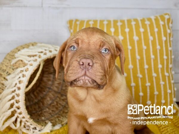 Dogue De Bordeaux-DOG-Male-Red-3951-Petland Lee's Summit, MO