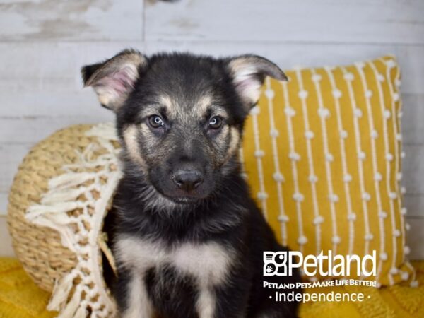 German Shepherd-DOG-Male-Black and Tan-3946-Petland Lee's Summit, MO