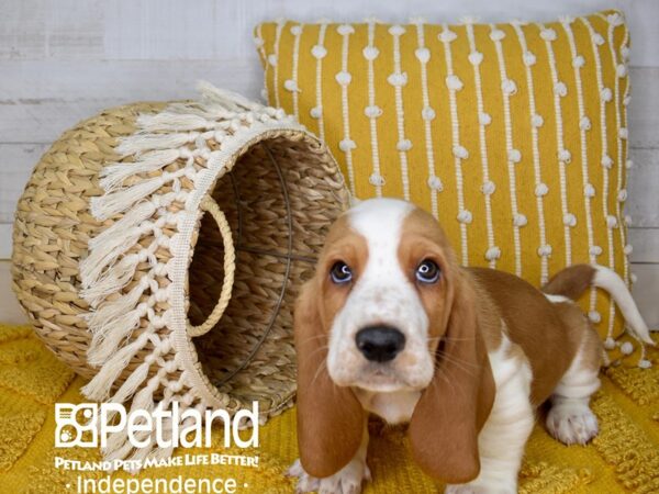 Basset Hound-DOG-Male-Red and White-3945-Petland Lee's Summit, MO