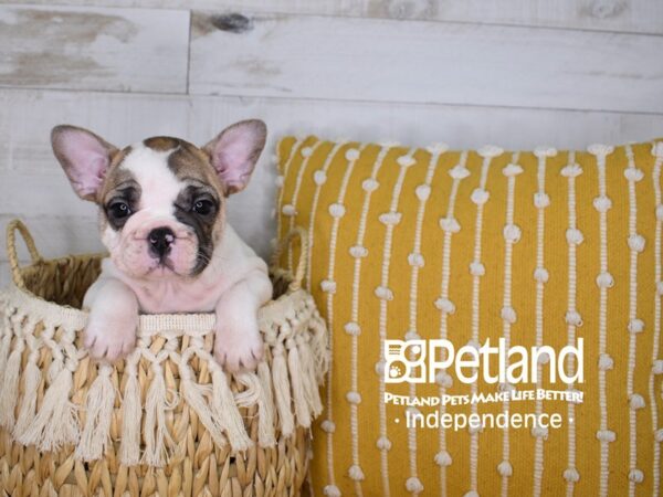 French Bulldog-DOG-Female-Red and White Piebald-3949-Petland Lee's Summit, MO