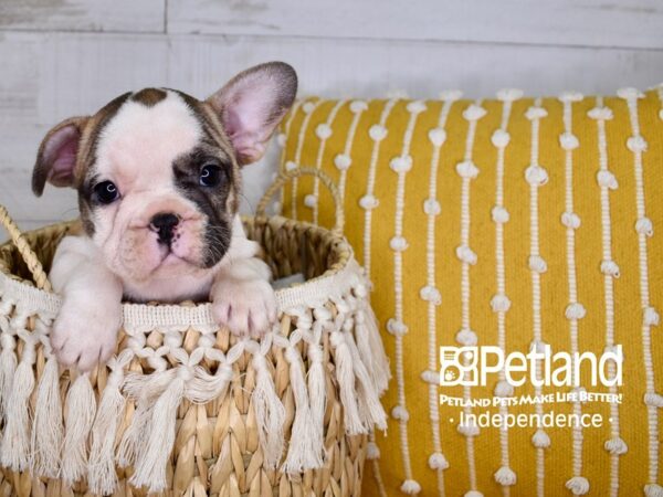 French Bulldog-DOG-Female-Red and White Piebald-3948-Petland Lee's Summit, MO