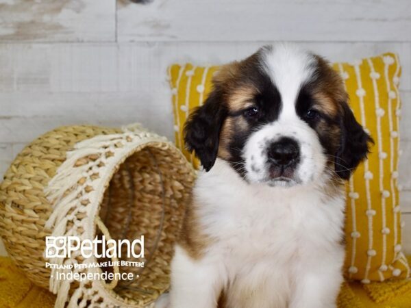 Saint Bernard-DOG-Male--3932-Petland Lee's Summit, MO