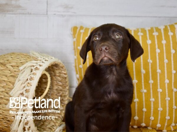 Labrador Retriever-DOG-Male--3936-Petland Lee's Summit, MO