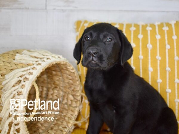 Labrador Retriever-DOG-Male-Black-3953-Petland Lee's Summit, MO