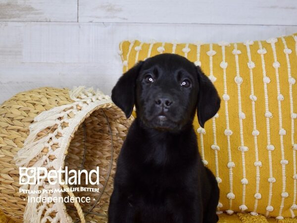 Labrador Retriever-DOG-Female-Chocolate-3955-Petland Lee's Summit, MO