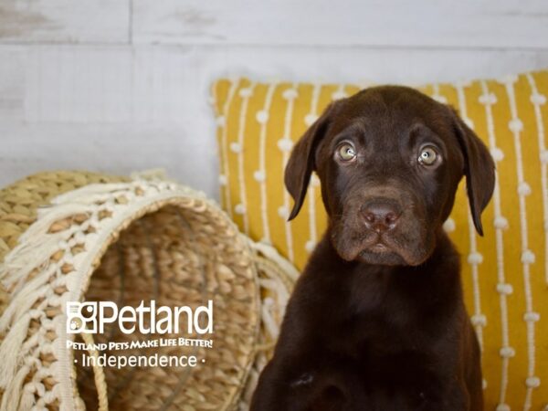 Labrador Retriever-DOG-Male-Chocolate-3954-Petland Lee's Summit, MO