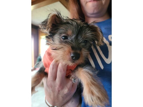 Silky Terrier-DOG-Female-Silver Black and Tan-3958-Petland Lee's Summit, MO