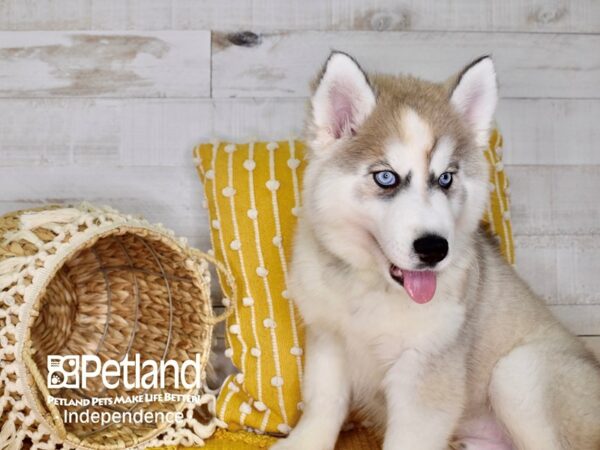Siberian Husky-DOG-Male-Silver and White-3957-Petland Lee's Summit, MO