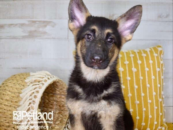 German Shepherd-DOG-Female-Black and Tan-3965-Petland Lee's Summit, MO