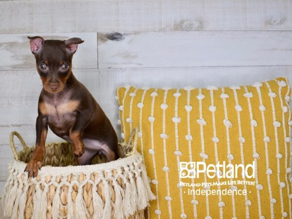 Miniature Pinscher-DOG-Female-Chocolate & Rust-3968-Petland Lee's Summit, MO
