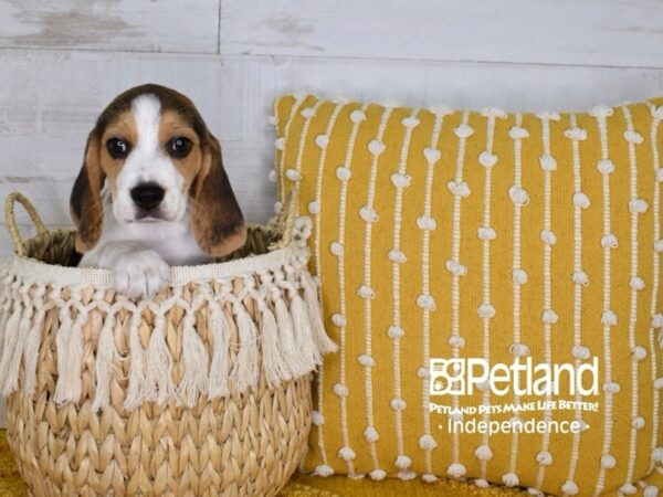 Beagle-DOG-Female-Black, White, & Tan-3973-Petland Lee's Summit, MO
