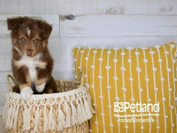 Toy Australian Shepherd-DOG-Male--3975-Petland Lee's Summit, MO