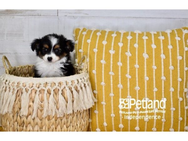 Toy Australian Shepherd-DOG-Female-Black and Tan-3974-Petland Lee's Summit, MO