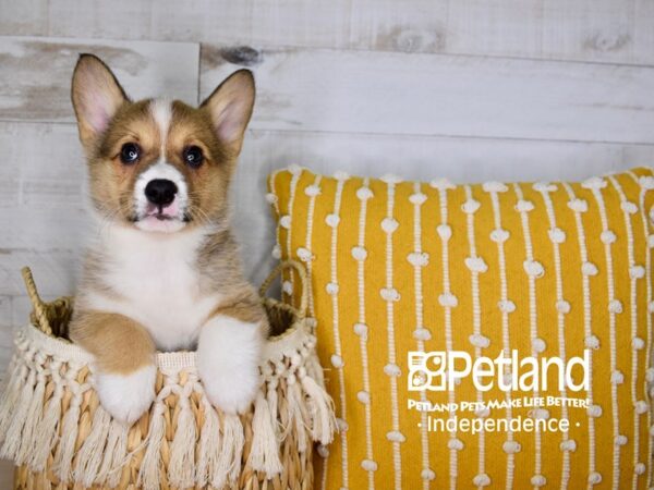 Pembroke Welsh Corgi-DOG-Female-Sable-3971-Petland Lee's Summit, MO