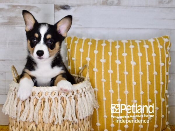 Pembroke Welsh Corgi-DOG-Male-Black and Tan-3969-Petland Lee's Summit, MO