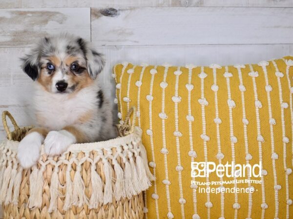 Miniature Australian Shepherd-DOG-Male-Blue Merle-3978-Petland Lee's Summit, MO