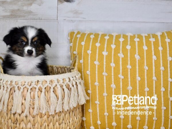 Miniature Australian Shepherd-DOG-Male-Black and Tan-3979-Petland Lee's Summit, MO
