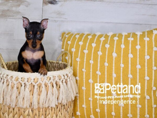 Miniature Pinscher-DOG-Female-Black & Tan-3967-Petland Lee's Summit, MO