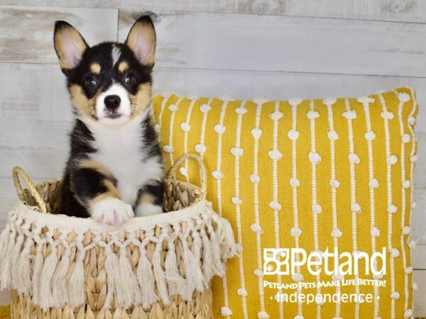 Pembroke Welsh Corgi-DOG-Male-Black and Tan-3972-Petland Lee's Summit, MO