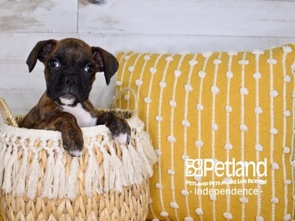 Boxer-DOG-Female--3935-Petland Lee's Summit, MO