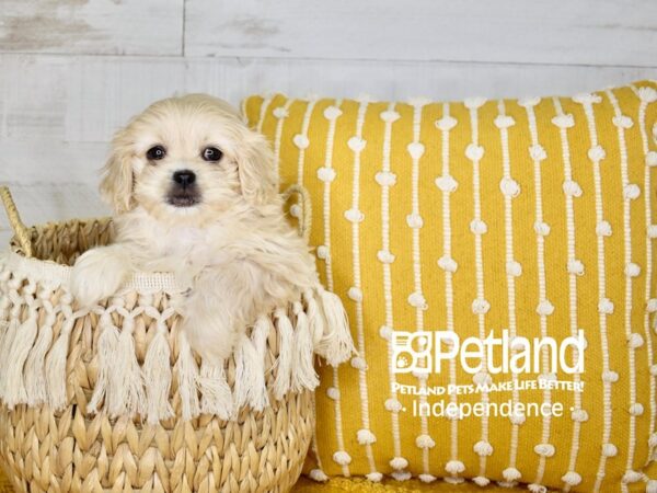Pekapoo-DOG-Female-Apricot-3982-Petland Lee's Summit, MO