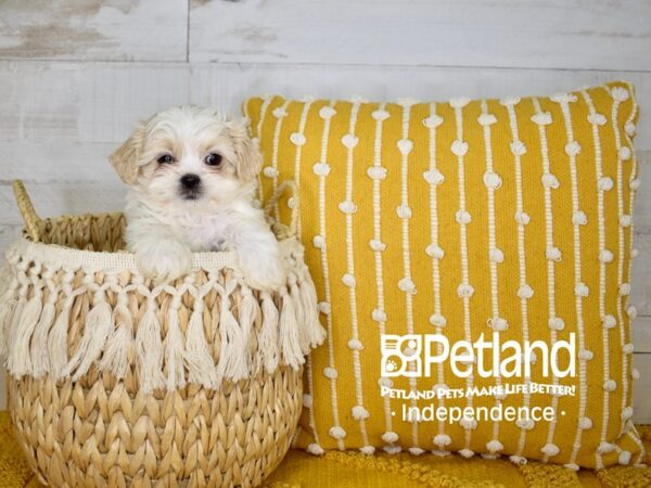 Pekapoo-DOG-Male-Apricot-3981-Petland Lee's Summit, MO