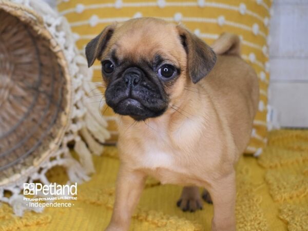 Puggle-DOG-Female-Fawn-3986-Petland Lee's Summit, MO