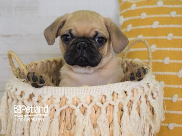 Puggle-DOG-Male-Fawn-3985-Petland Lee's Summit, MO