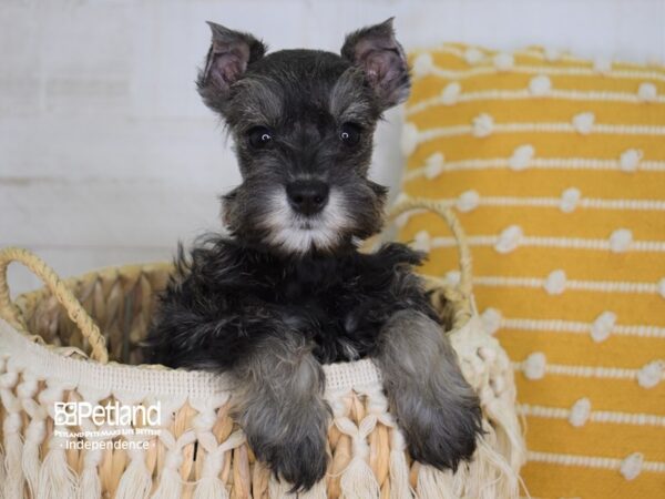Miniature Schnauzer-DOG-Female-Salt & Pepper-3988-Petland Lee's Summit, MO