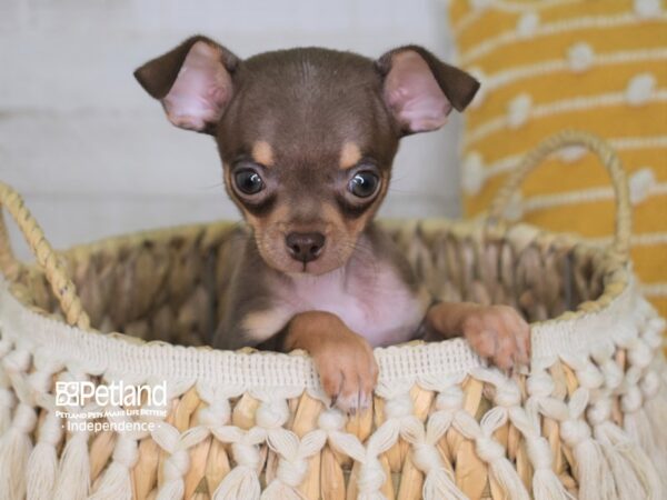 Chihuahua-DOG-Male-Chocolate and Tan-3987-Petland Lee's Summit, MO