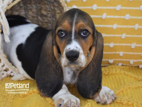 Basset Hound-DOG-Female-Black White & Tan-3989-Petland Lee's Summit, MO