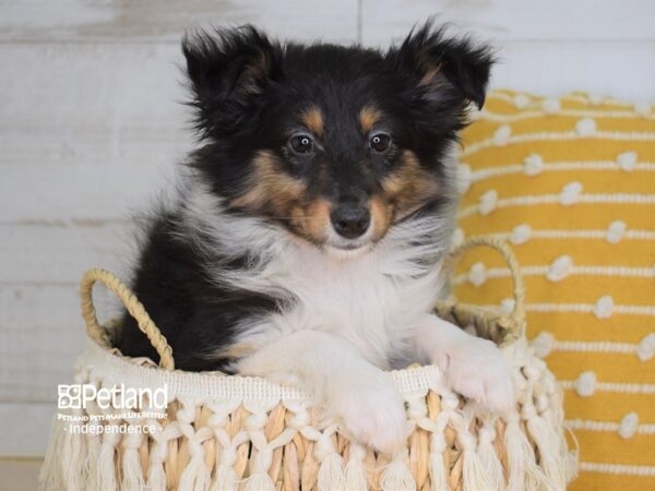 Shetland Sheepdog-DOG-Female-Black White & Tan-3990-Petland Lee's Summit, MO