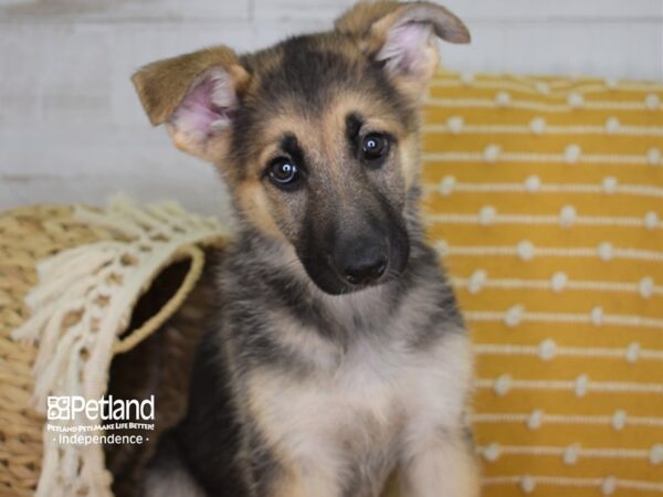 German Shepherd-DOG-Female-Black & Tan-3991-Petland Lee's Summit, MO