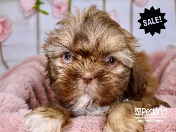 Shih Tzu-DOG-Female-Liver-3743-Petland Lee's Summit, MO