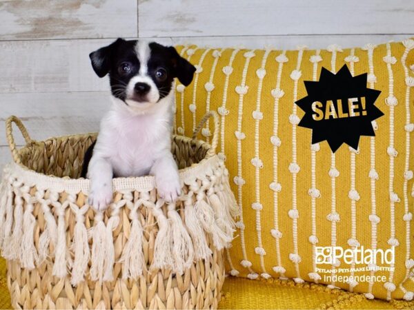 Chihuahua-DOG-Male-Black & White-3805-Petland Lee's Summit, MO