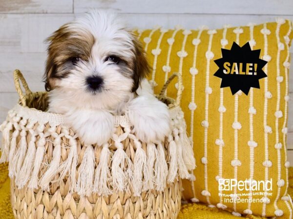 Lhasa Apso-DOG-Male-Red & Gold Parti-3818-Petland Lee's Summit, MO