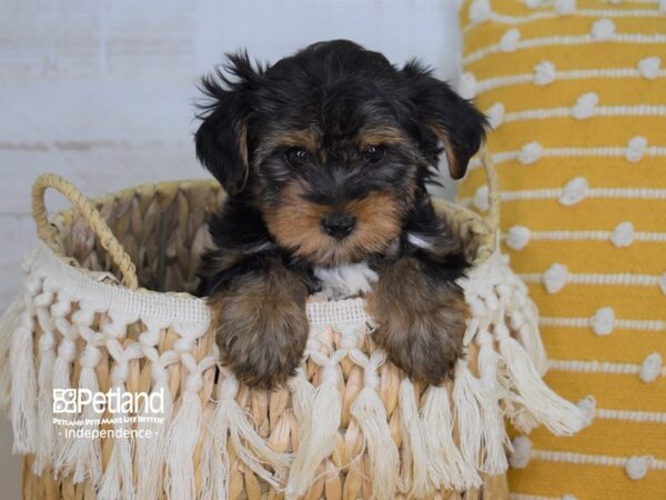 Yorkshire Terrier-DOG-Female-Black and Tan-3983-Petland Lee's Summit, MO