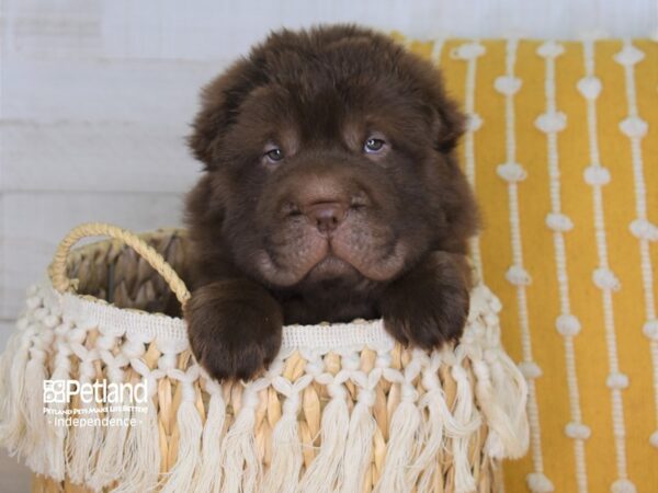 Chinese Shar-Pei-DOG-Female-Chocolate - Bear Coated-4003-Petland Lee's Summit, MO