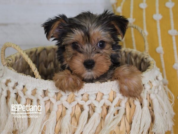 Yorkshire Terrier-DOG-Female-Black and Tan-4002-Petland Lee's Summit, MO