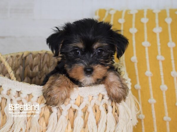 Yorkshire Terrier-DOG-Female-Black and Tan-4001-Petland Lee's Summit, MO