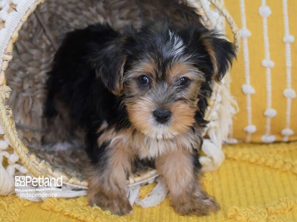 Yorkshire Terrier-DOG-Male-Black and Tan-3999-Petland Lee's Summit, MO
