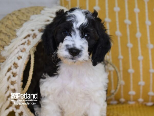 Cockapoo-DOG-Male-Chocolate and White-4009-Petland Lee's Summit, MO